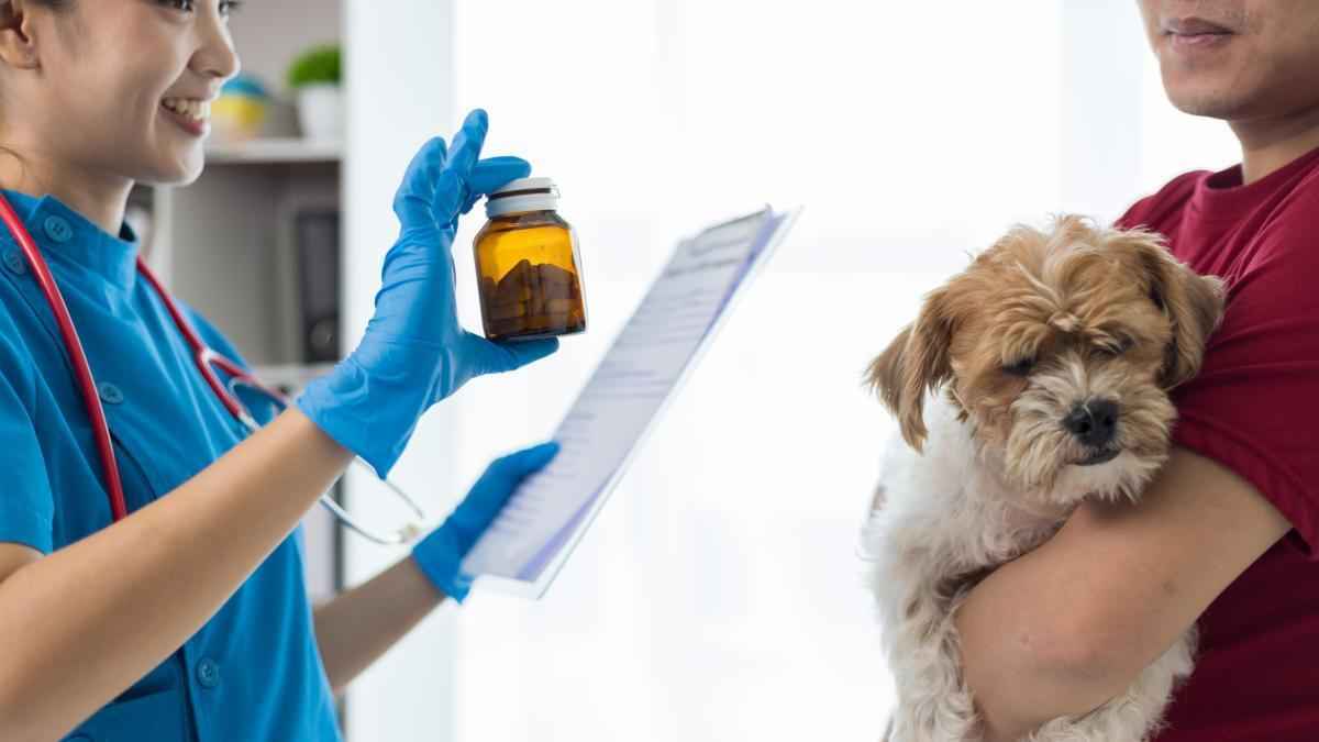 Alarmierende tiergesundheitszahlen: nur jeder fünfte hund und katze wird regelmäßig tierärztlich versorgt!