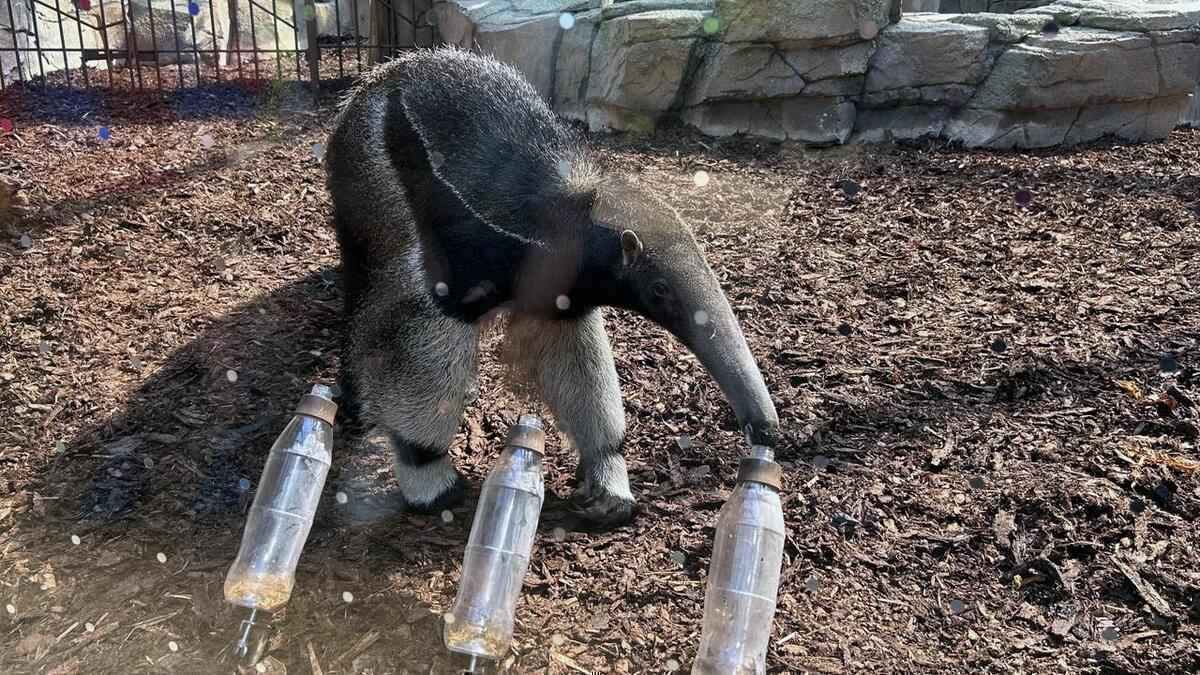 Ameisenbär taio: neues orakel für die deutsche fußball-nationalmannschaft?