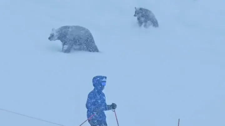 Bären-familie sorgt für aufsehen auf skipiste im northstar ski resort