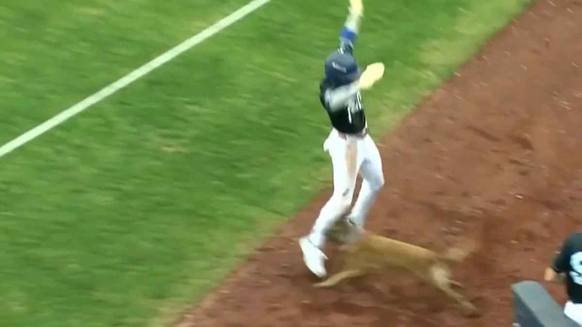 Baseball-schock: hund stoppt dodgers-talent – beinverletzung!