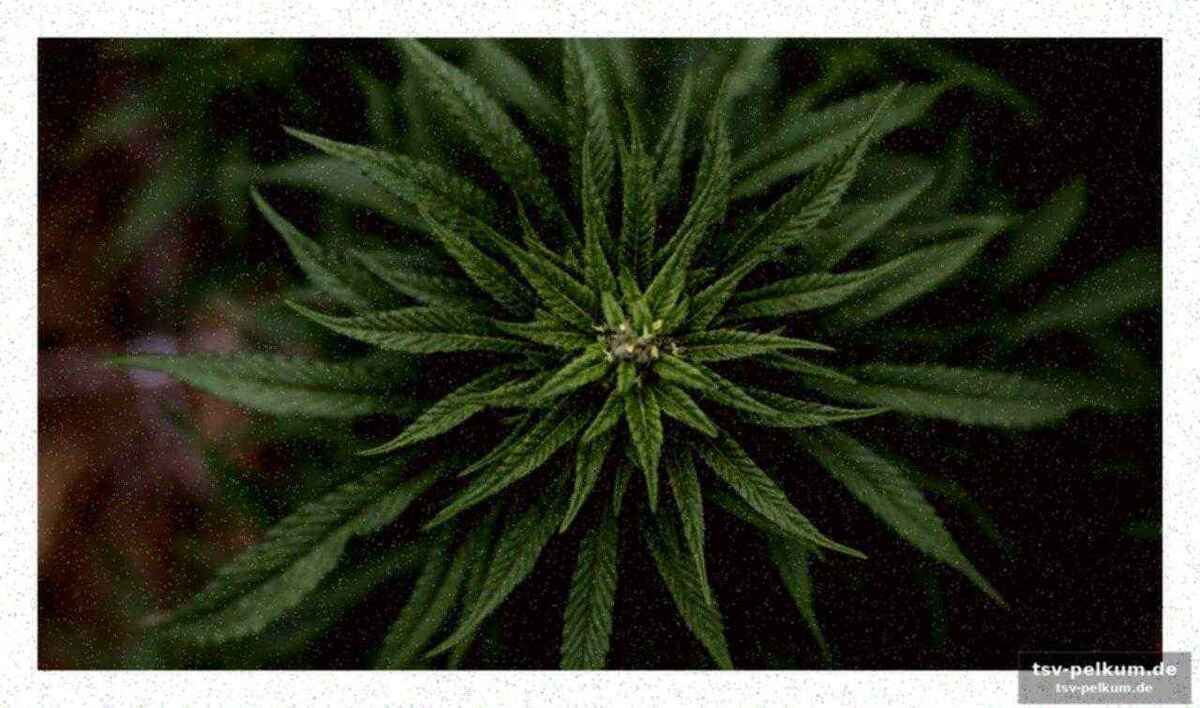 Cbd: rechtliche grauzone und bedenken