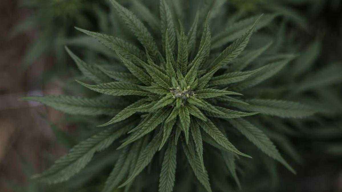 Cbd-gummis unter der lupe: verbraucherorganisation warnt vor illegalem verkauf