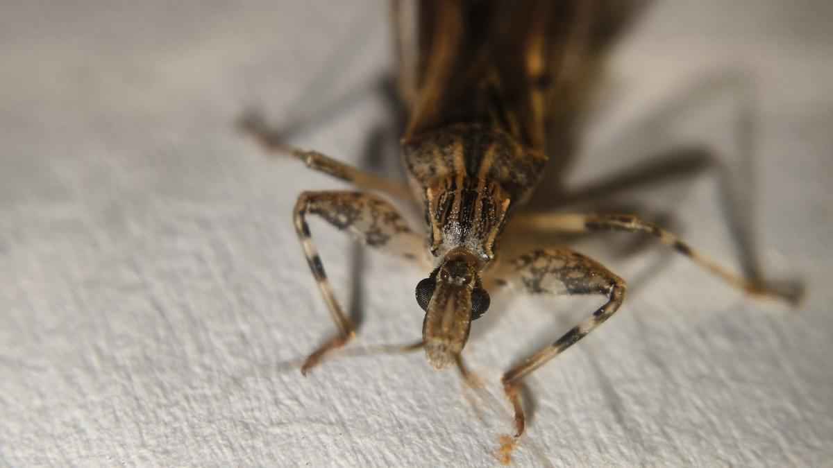 Chagas-krankheit: eine tickende zeitbombe für ihr herz!