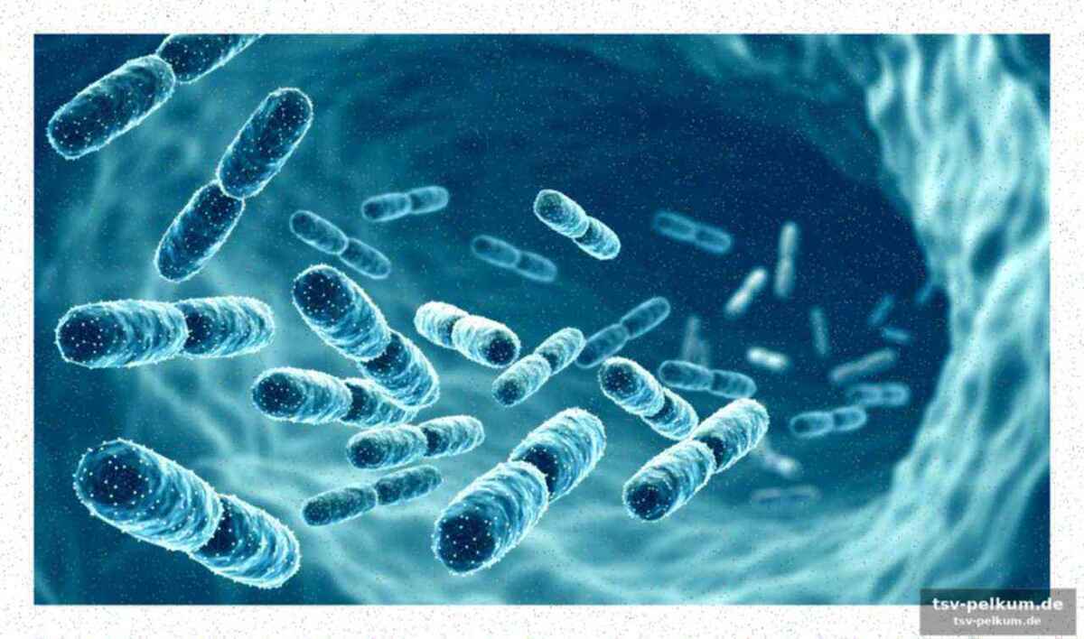 Von der theorie auf den teller: so baut man das probiotik-quartett ein