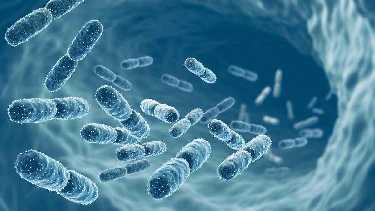 Darm-bakterien als neue sportler-allianz: diese fünf lebensmittel liefern die probiotik-power