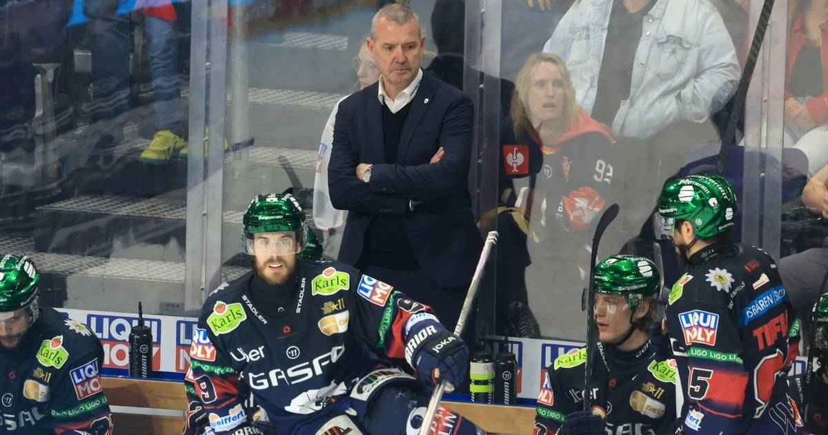 Eisbären am abgrund? mannheim schlägt zurück!