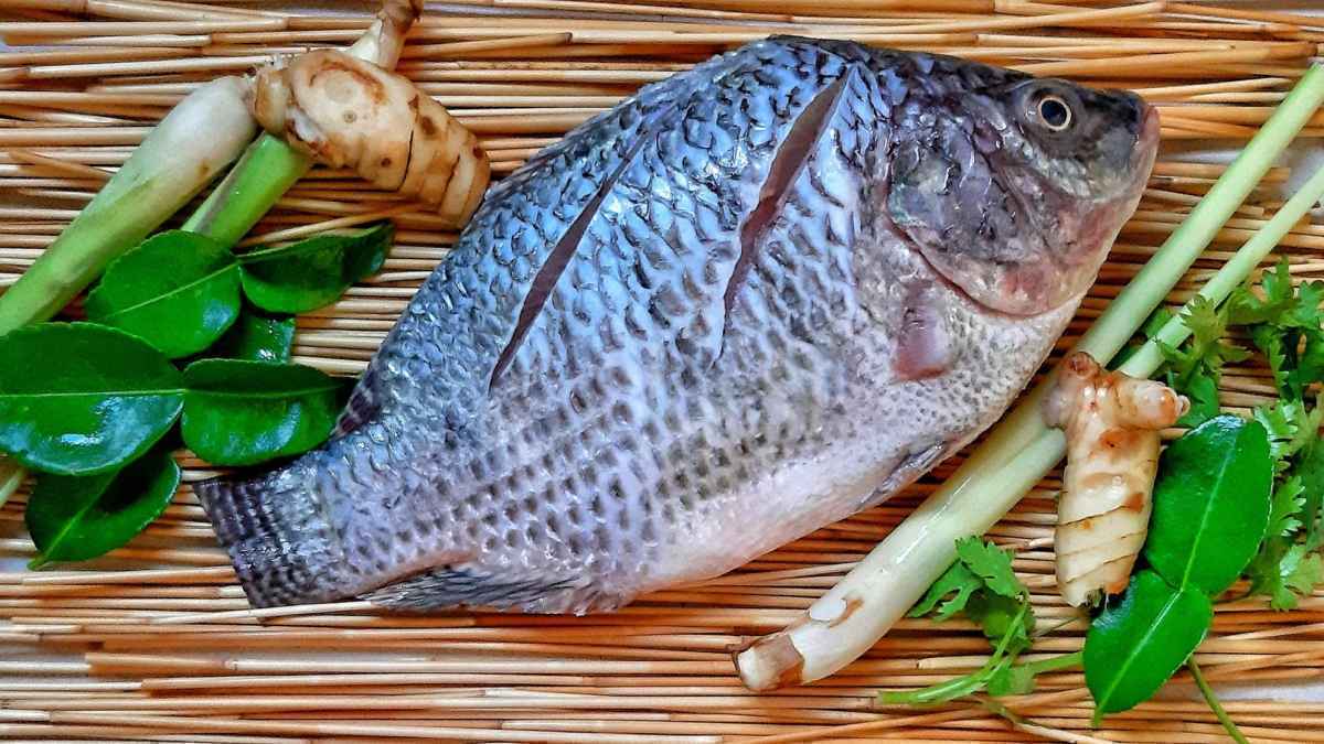 Fisch-fauxpas vermeiden: so erkennen sie blau- und weißfisch!
