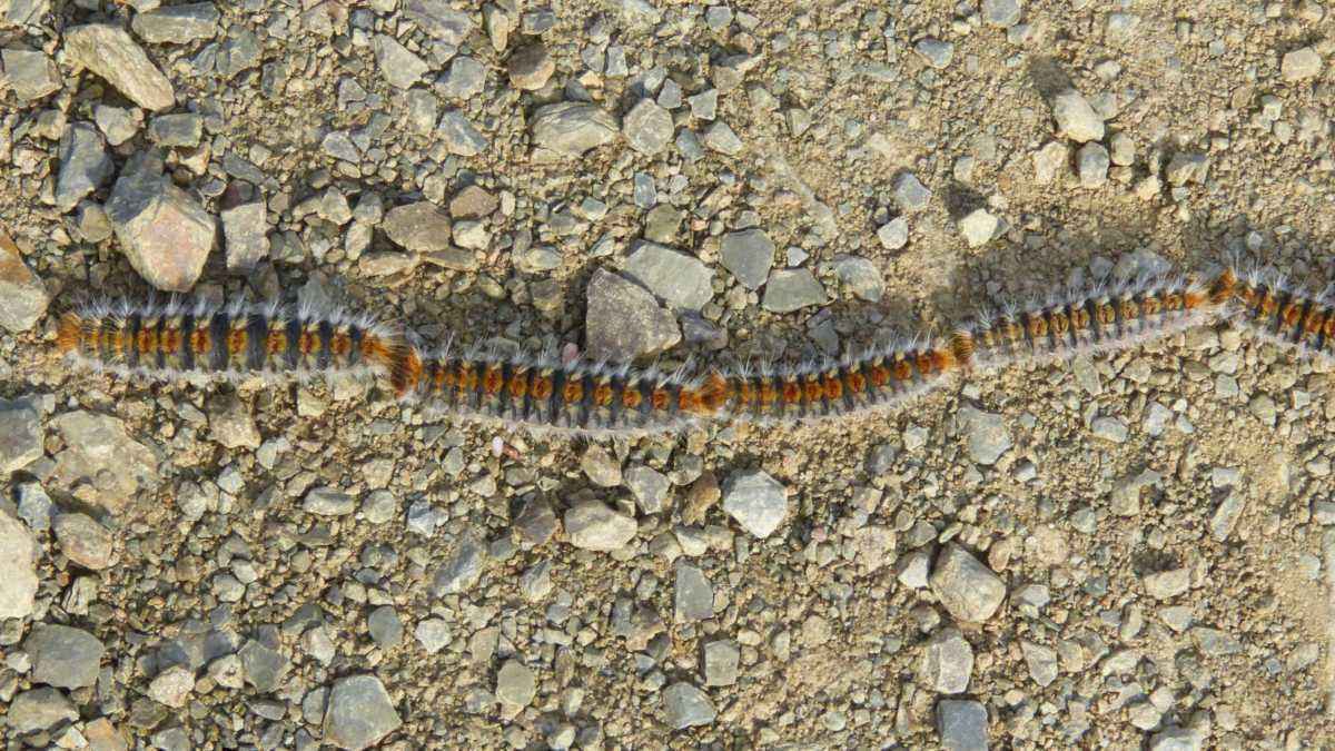 Gefahr lauert im frühling: giftige raupen verwandeln spaniens wälder in tödliche fallen