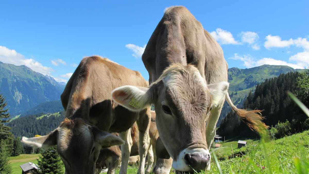 Glückliches rind, bessere milch: so schmeckt nachhaltigkeit!