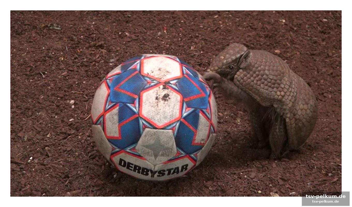 Ein tier mit talent für den ball