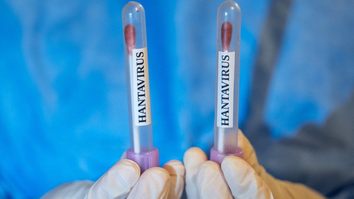 Hantavirus-alarm auf kreuzfahrten: wird die globale erwärmung zur gefahr?