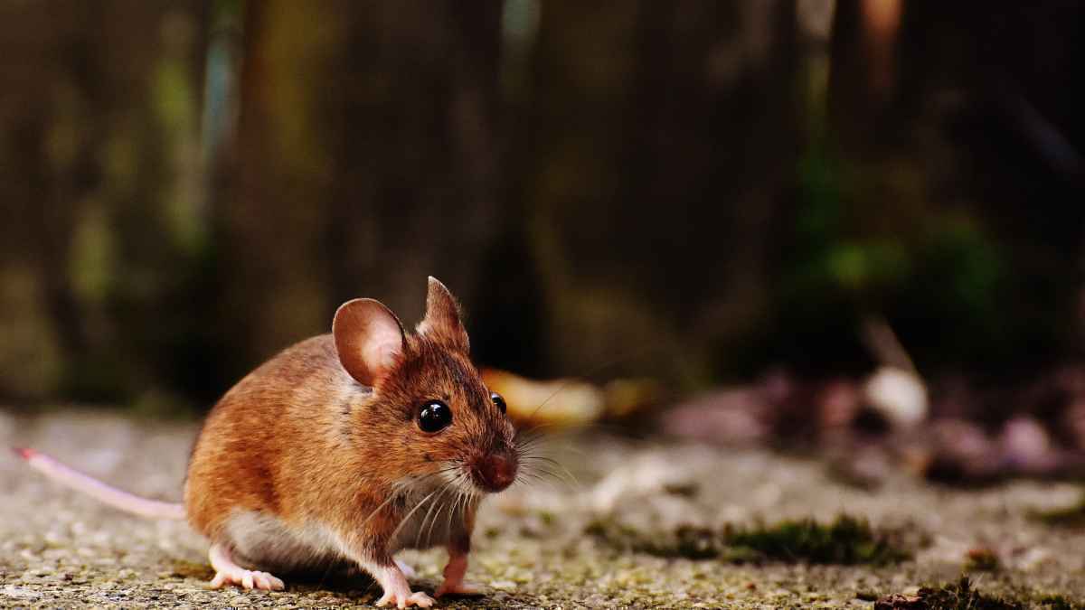 Hantavirus-alarm auf kreuzfahrtschiff: drei tote!