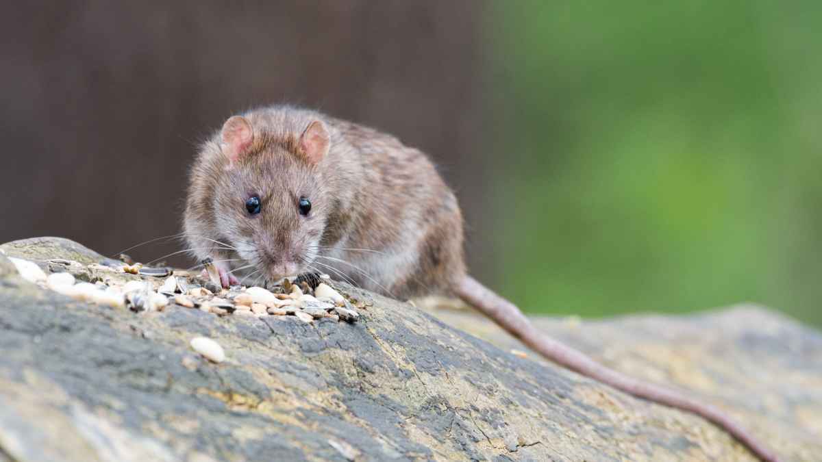 Hantavirus-alarm auf kreuzfahrtschiff: virus der anden breitet sich aus!