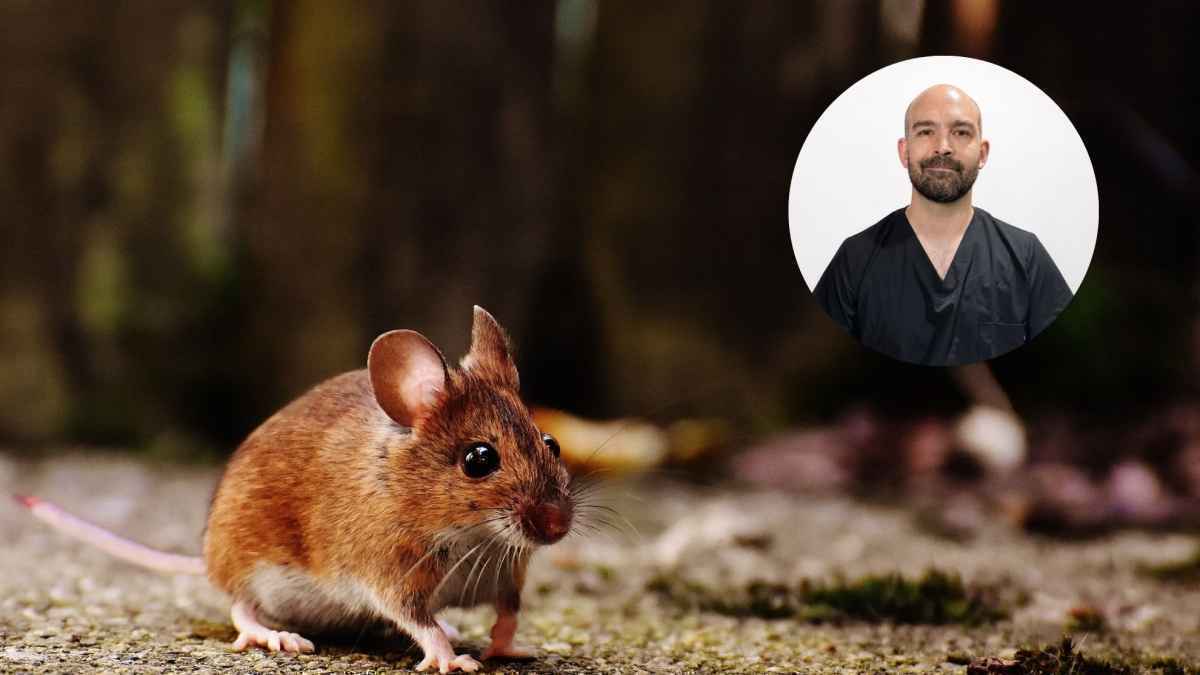 Hantavirus-alarm auf kreuzfahrtschiff: was reisende wissen müssen!