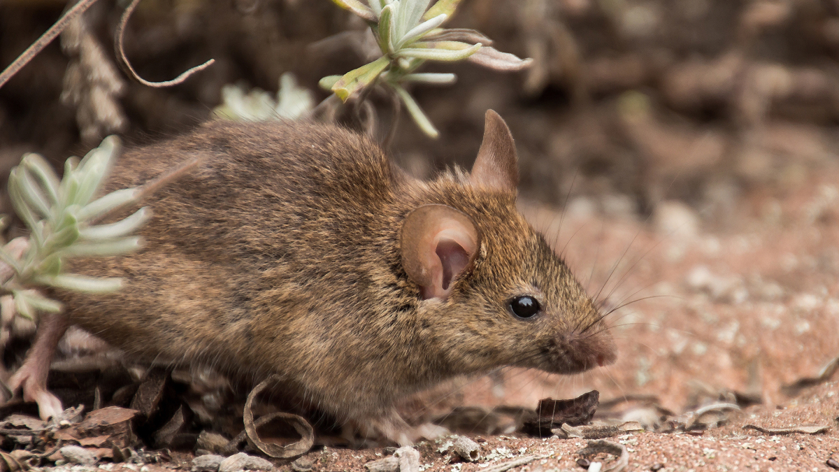Hantavirus-alarm: was sie wirklich wissen müssen!