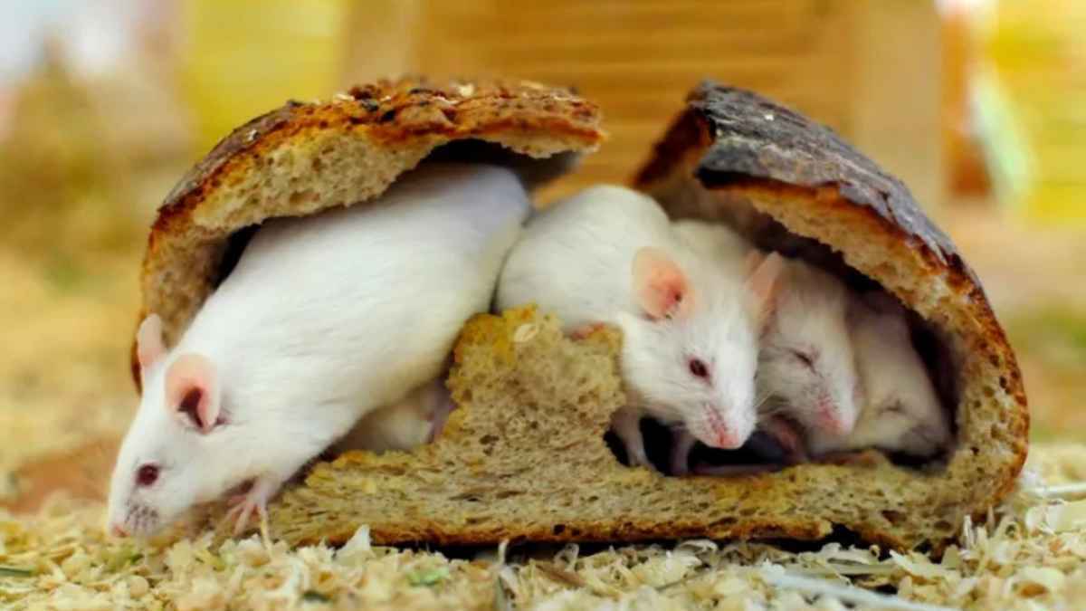 Hantavirus-angst: experte warnt vor unterschätzter mobilität