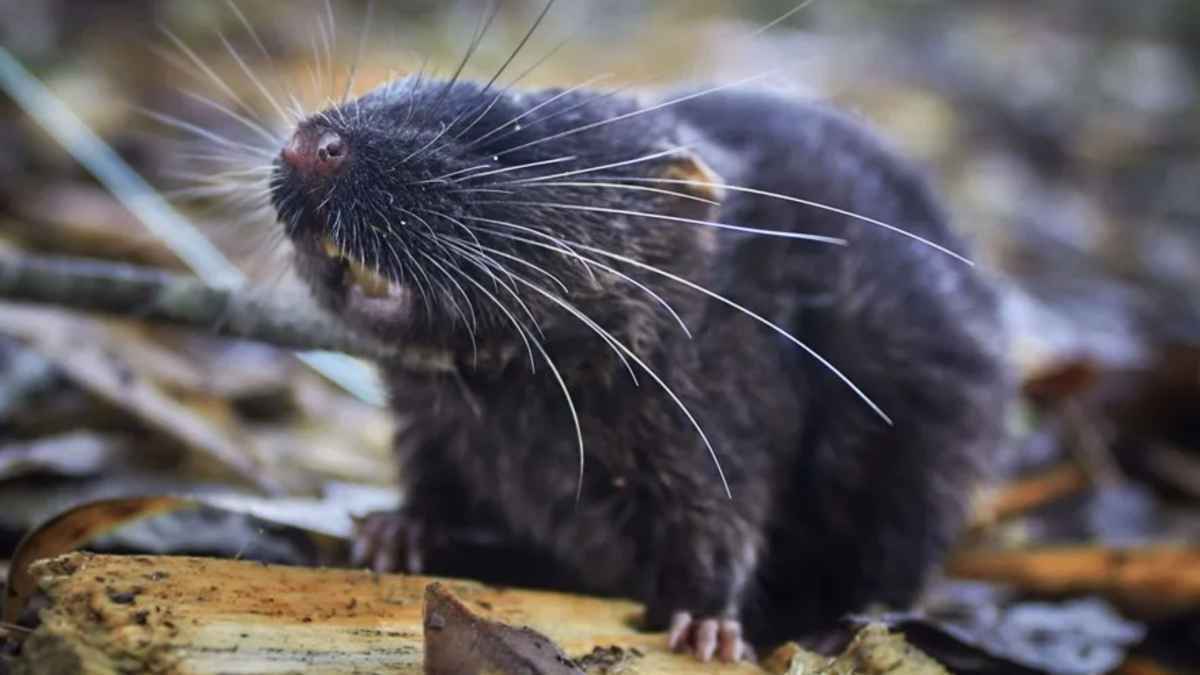 Hantavirus-schock auf kreuzfahrt: todesfälle und sorge um ausbreitung!