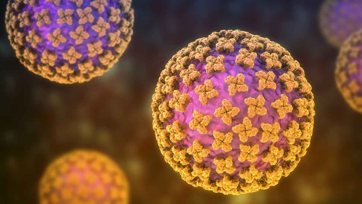 Hantavirus-sorge wächst: experte räumt mit irrtümern auf