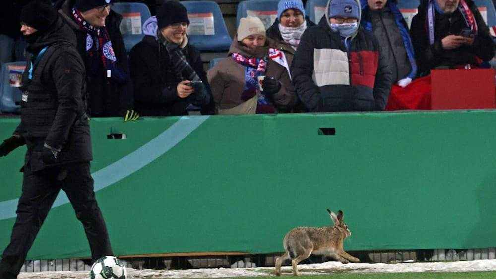 Hase stört dfb-pokal-halbfinale: überraschung für fans in kiel