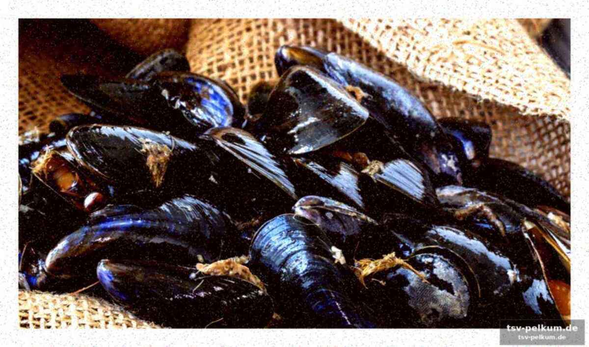 Warum jetzt rote muscheln zum feindbild werden