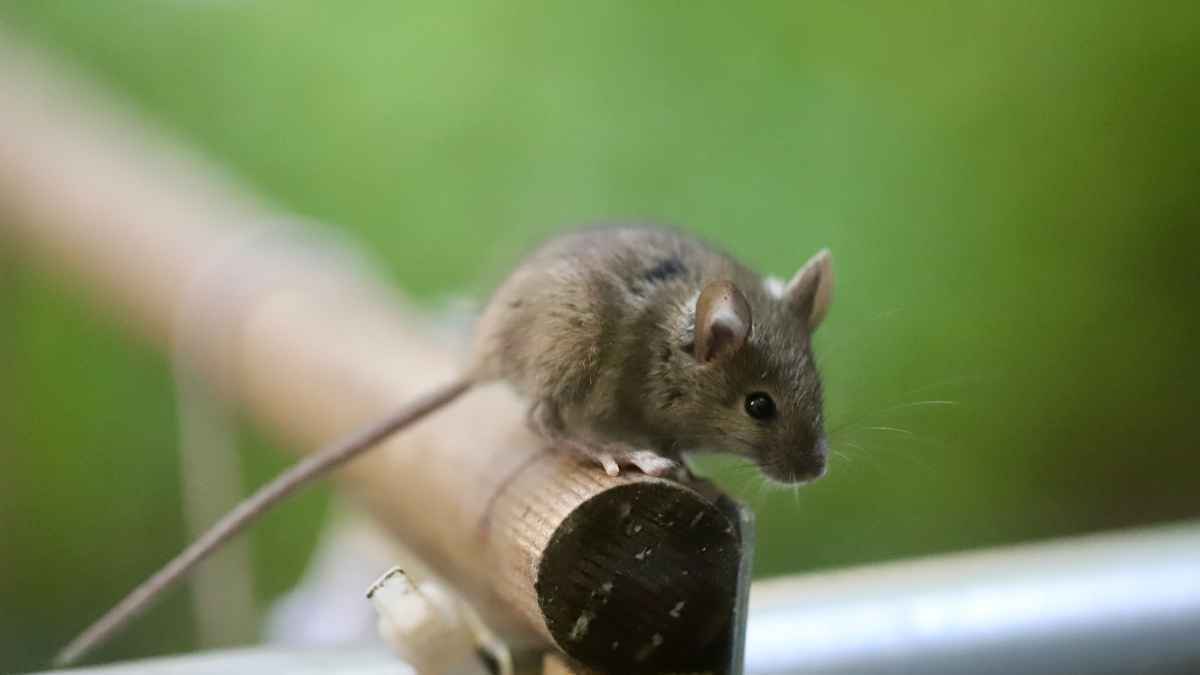 Hondius-krise: hantavirus-angst zerstreut – wo steckt der ursprung?