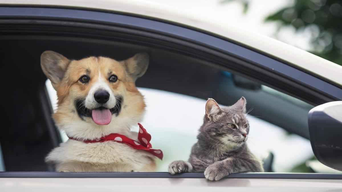 Hund, katze, korb: italienische verkehrsregeln für tierbesitzer