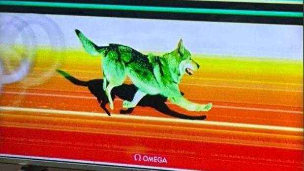 Husky sorgt für überraschung bei olympia: laufhund stürmt ins ziel