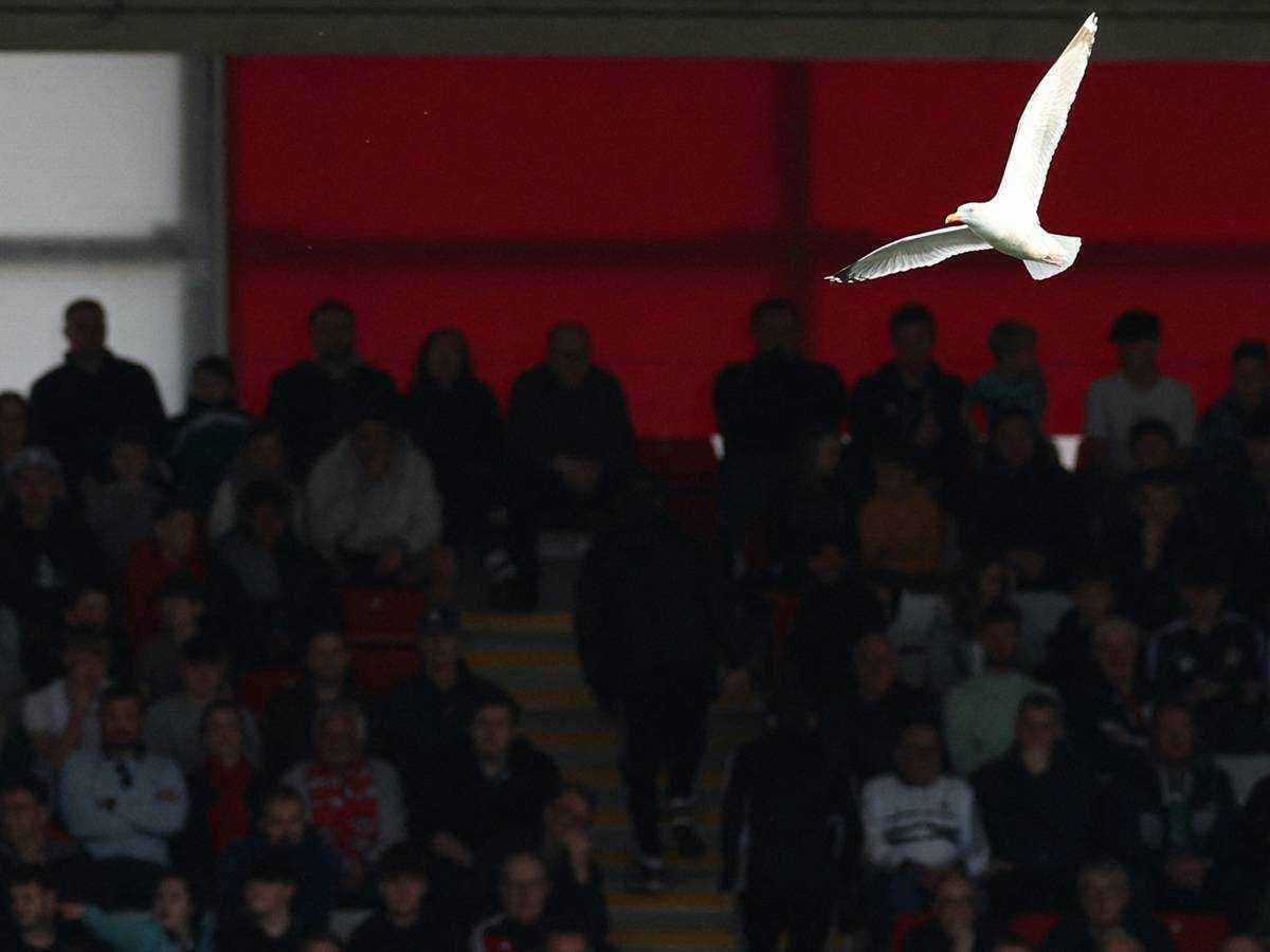 Istanbuler held rettet möwe mit wiederbelebung – sportlicher einsatz überwiegt