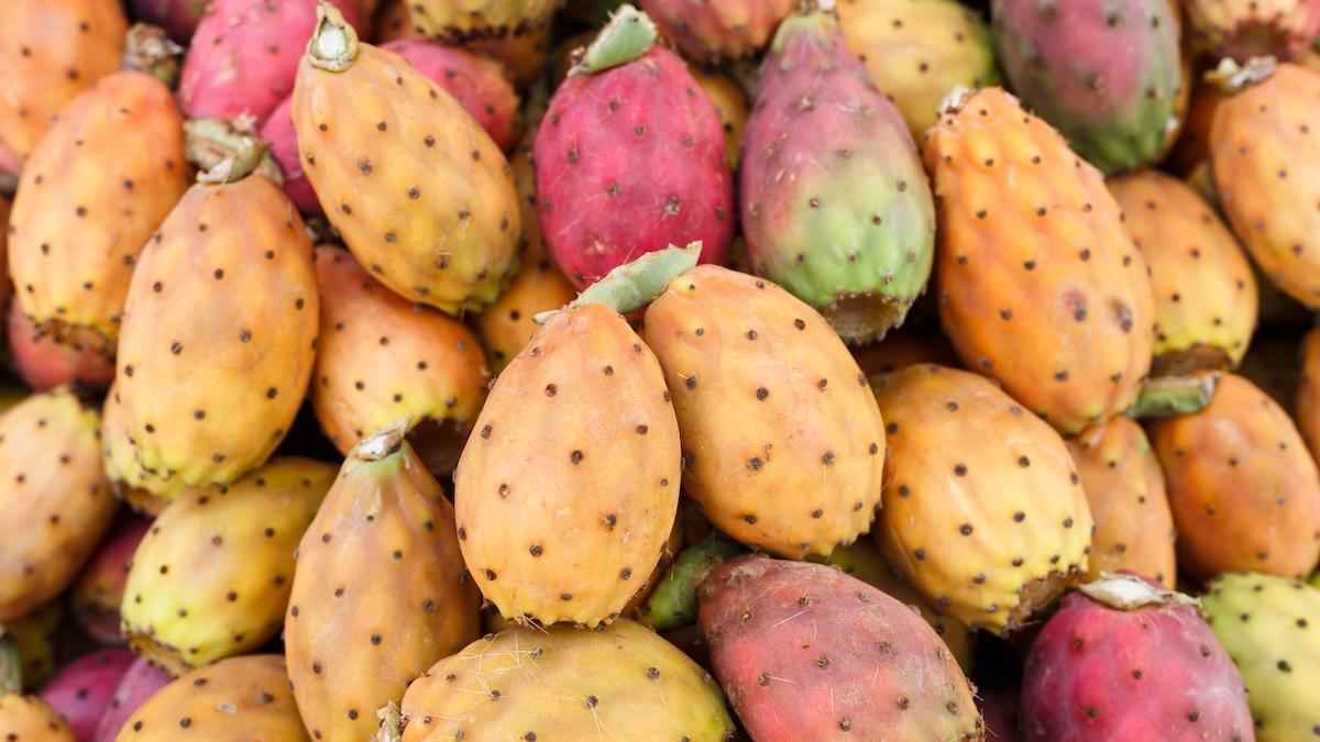 Kaktusfeige attackiert cholesterin: forscher knacken den zucker-trick