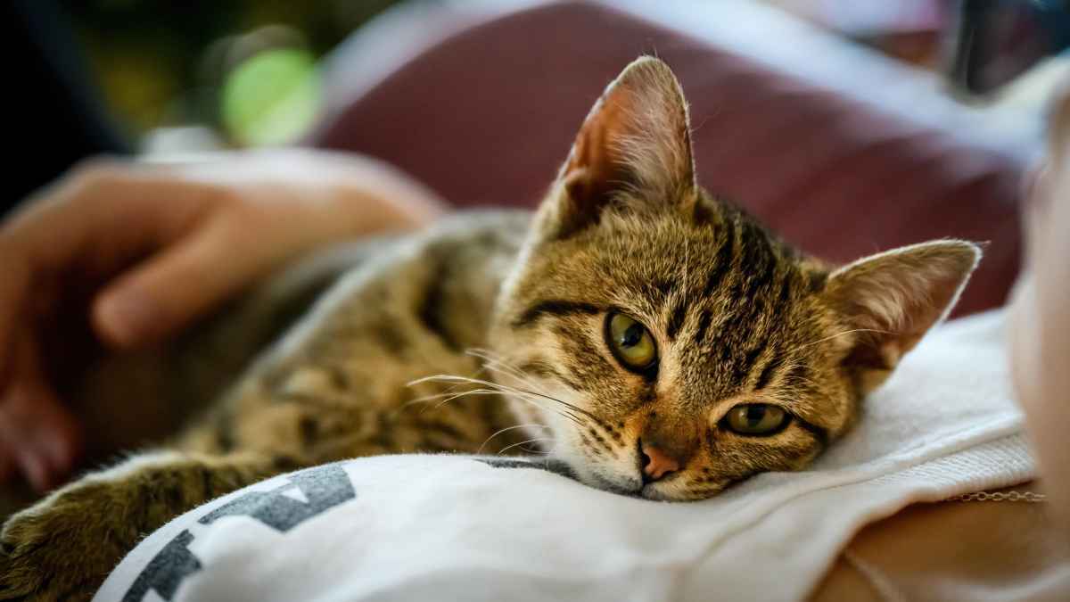 Katzengeflüster: wie schnurren unsere gesundheit stärkt