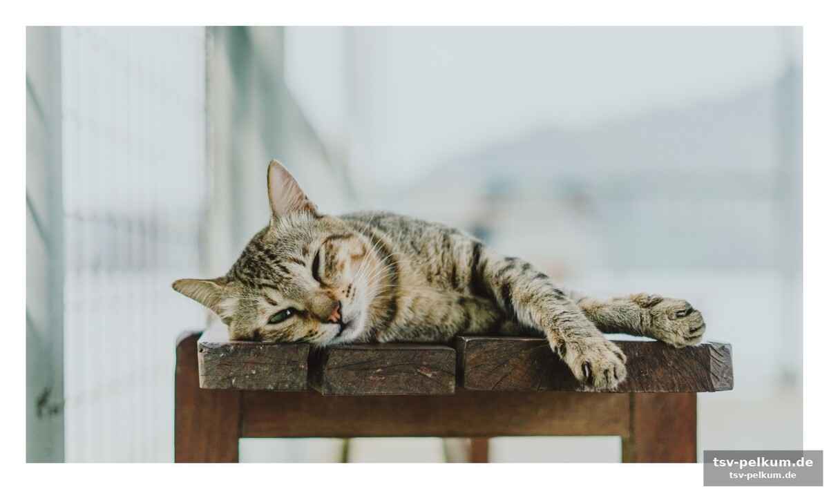 Mehr als nur ein kuscheltier: schlaf und herzgesundheit