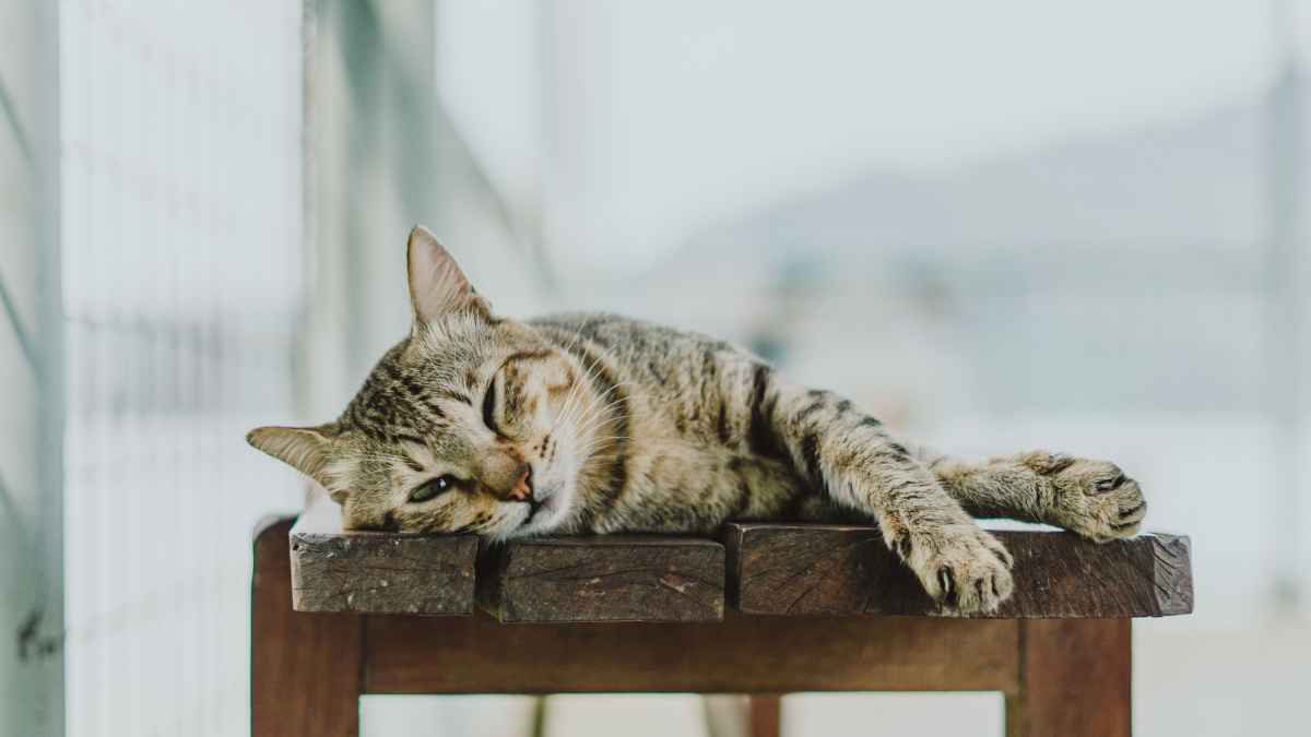 Katzenliebe als medizin? neue forschungsergebnisse überraschen!