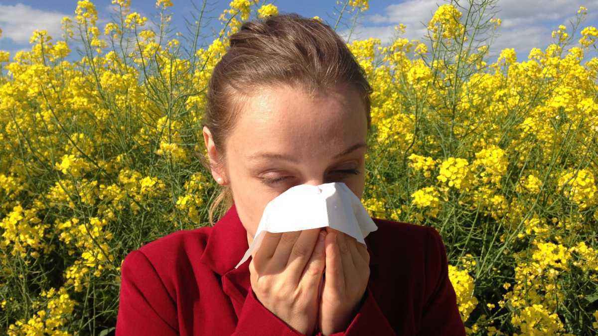 Klimawandel schürt allergiewelle: pollenflug wird zur gefahr