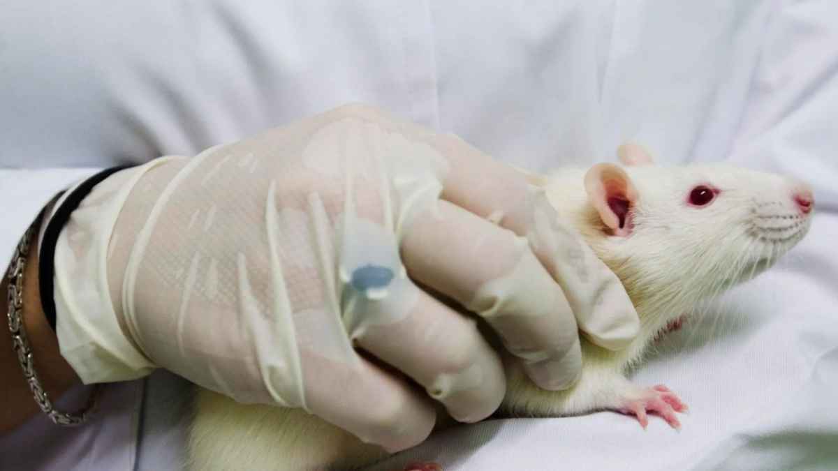 Kreuzfahrt-horror: hantavirus-ausbruch fordert todesopfer!