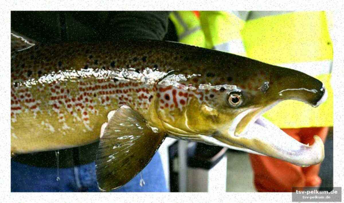 Warum kliniken trotzdem mit lachs-sperma geld verdienen