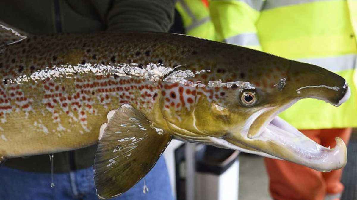 Lachs-sperma gegen aknenarben? der dermatologe deckt auf, was influencer verschweigen
