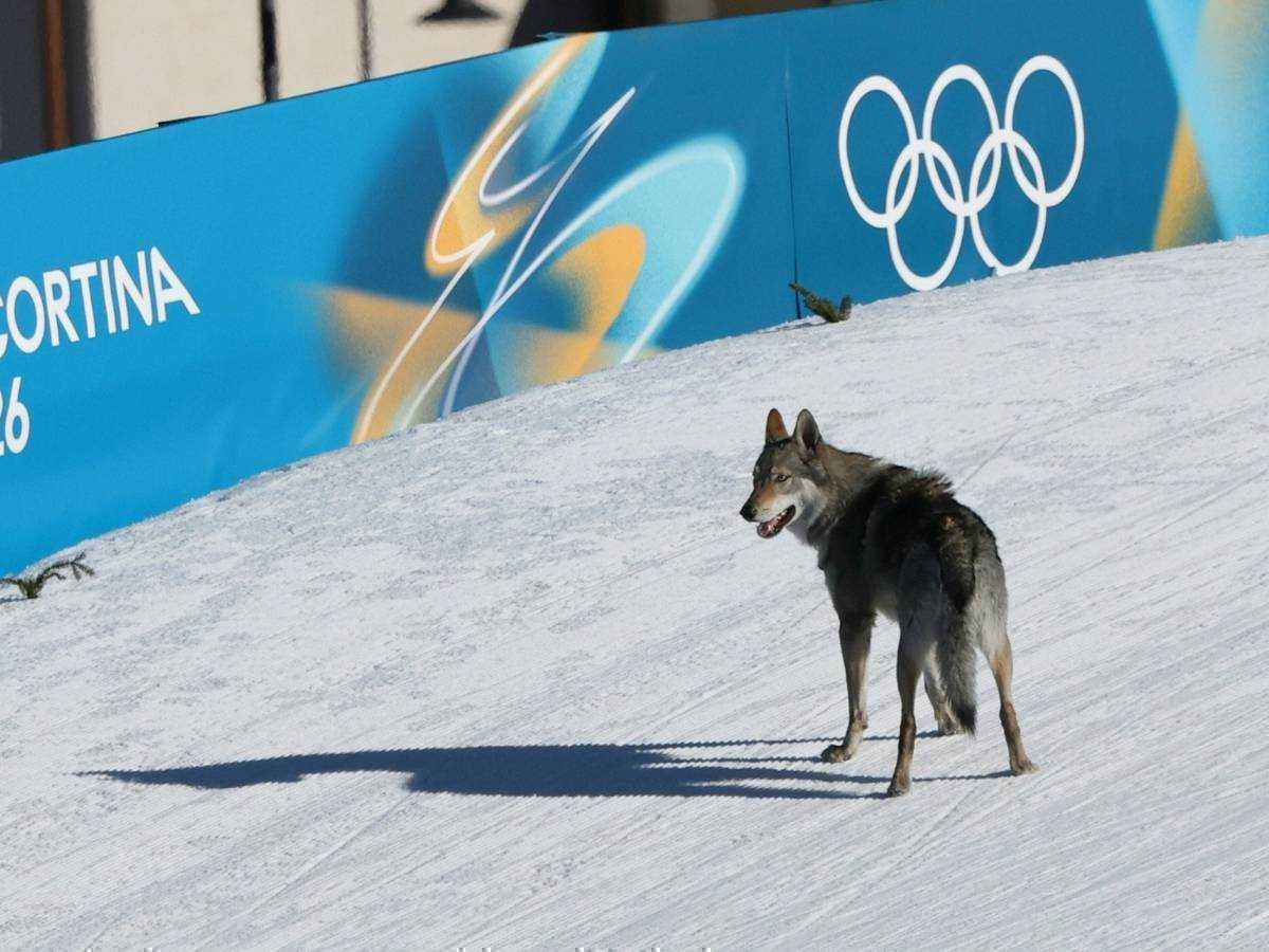 Laufhund sorgt für tierische überraschung beim skilanglauf-teamsprint