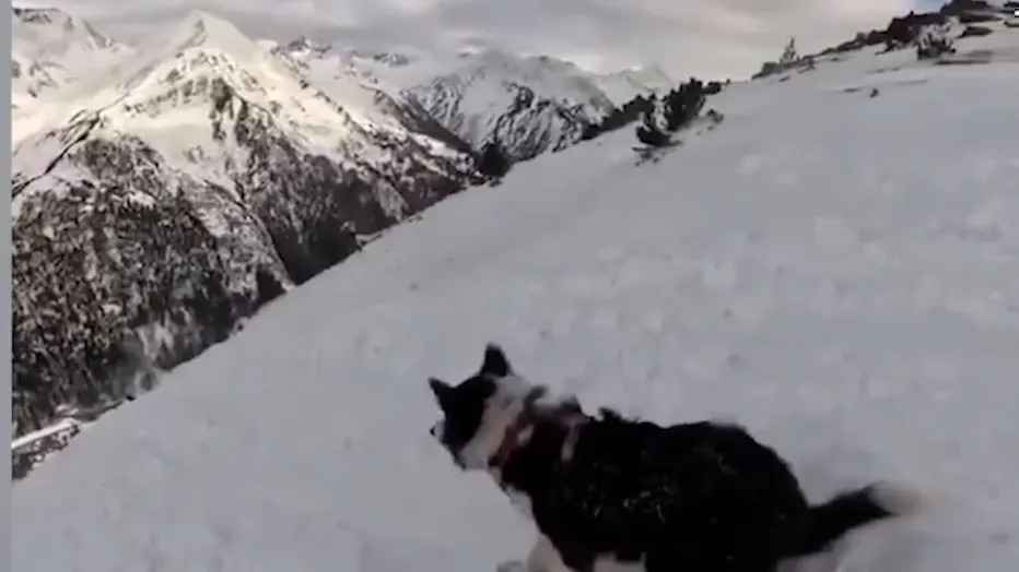 Lawinen-horror in andorra: radsportlerin kämpft um überleben – ihr hund im fokus!