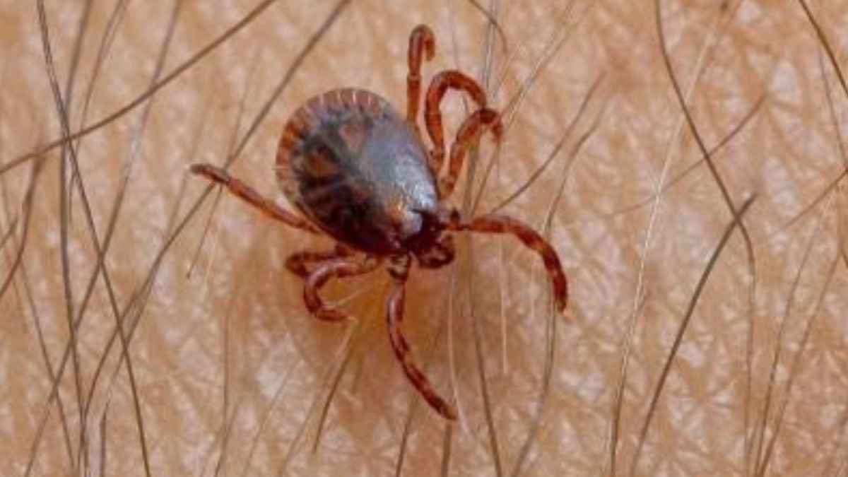 Madrid al borde: zeckenplage droht – experten warnen!