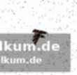 Verletzungen und fehlende kadertiefe