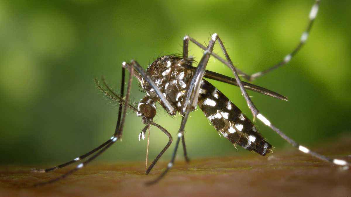Moskito-alarm: frühling in spanien wird zur stich-falle