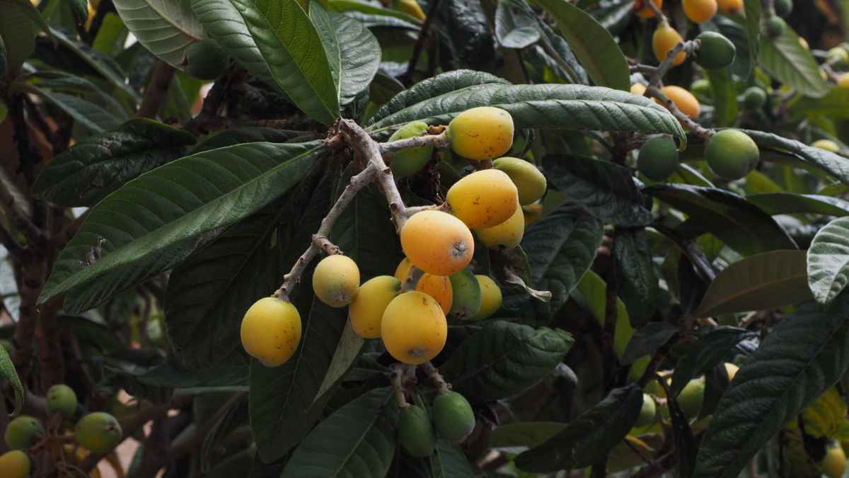 Níspero: das unterschätzte superfood, das ihre gesundheit beflügelt!