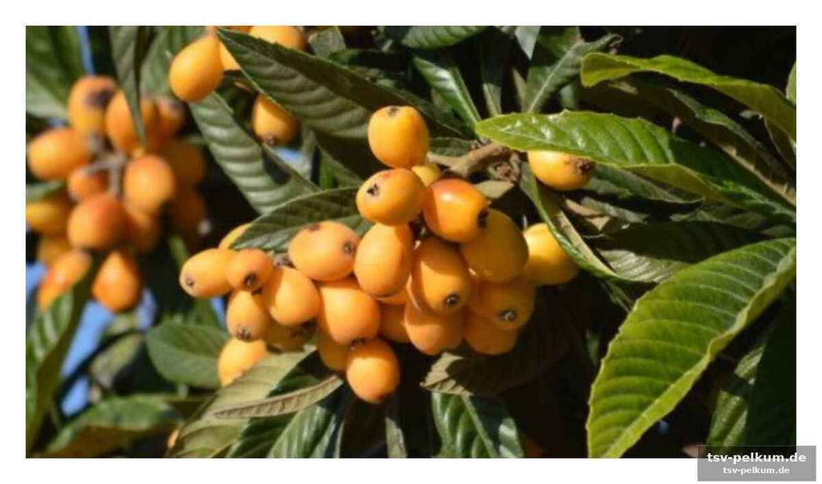 Viel mehr als nur die frucht: potenzial in den blättern