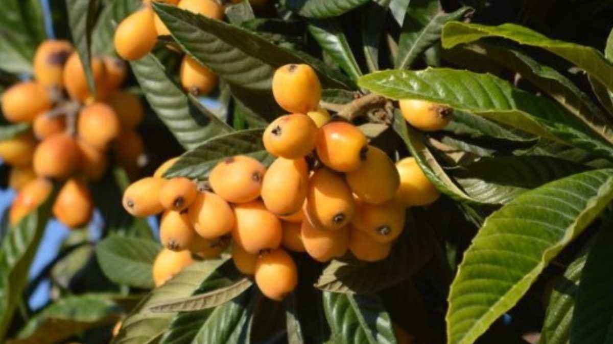 Nísperos: die goldene frucht für frühling und gesundheit!