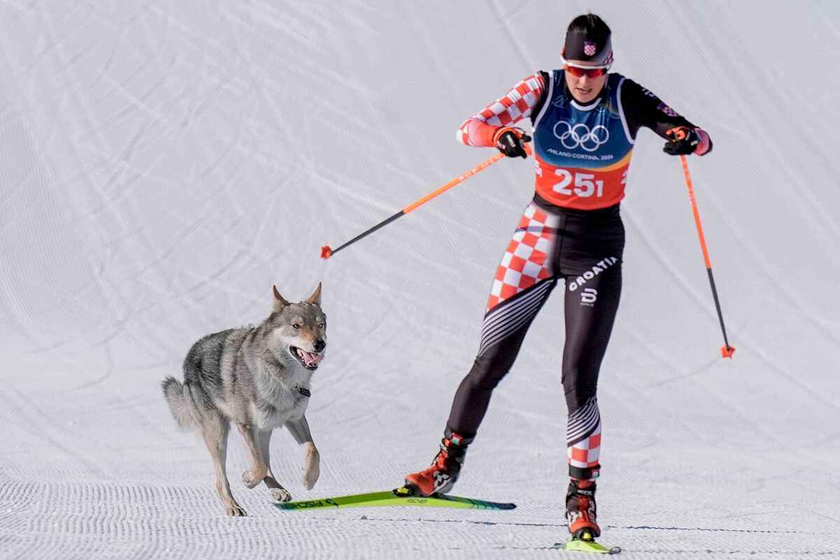 Olympia 2026: hund unterbricht langlauf-wettkampf – skurriles video geht viral