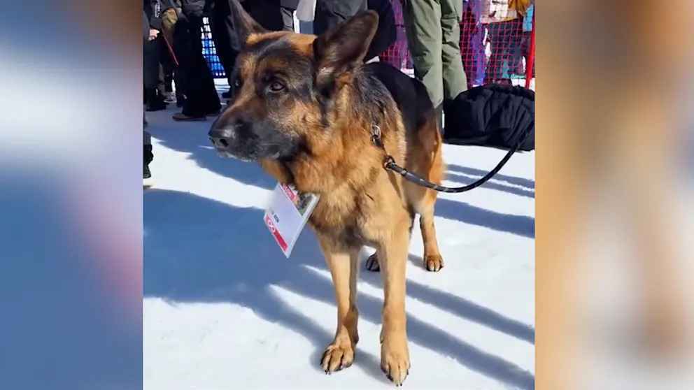 Olympia-sensation: schäferhund ercole offiziell teil der spiele in mailand und cortina