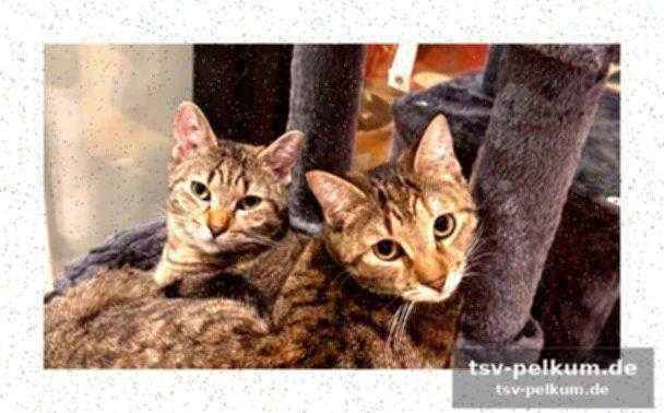 Zwei katzen, die niemand wollte – bis politano kam