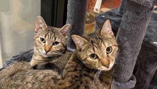 Politano adoptiert zwei straßenkatzen – ein zeichen gegen tierkauf