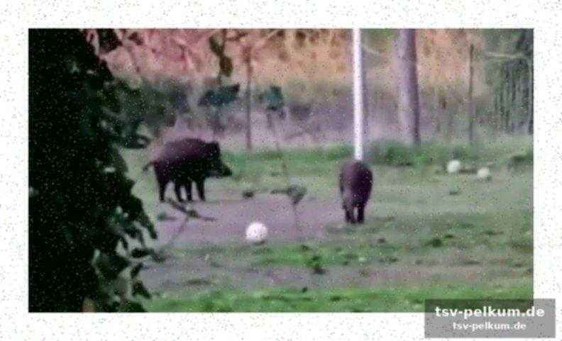 Kritik am schiedsrichterwesen