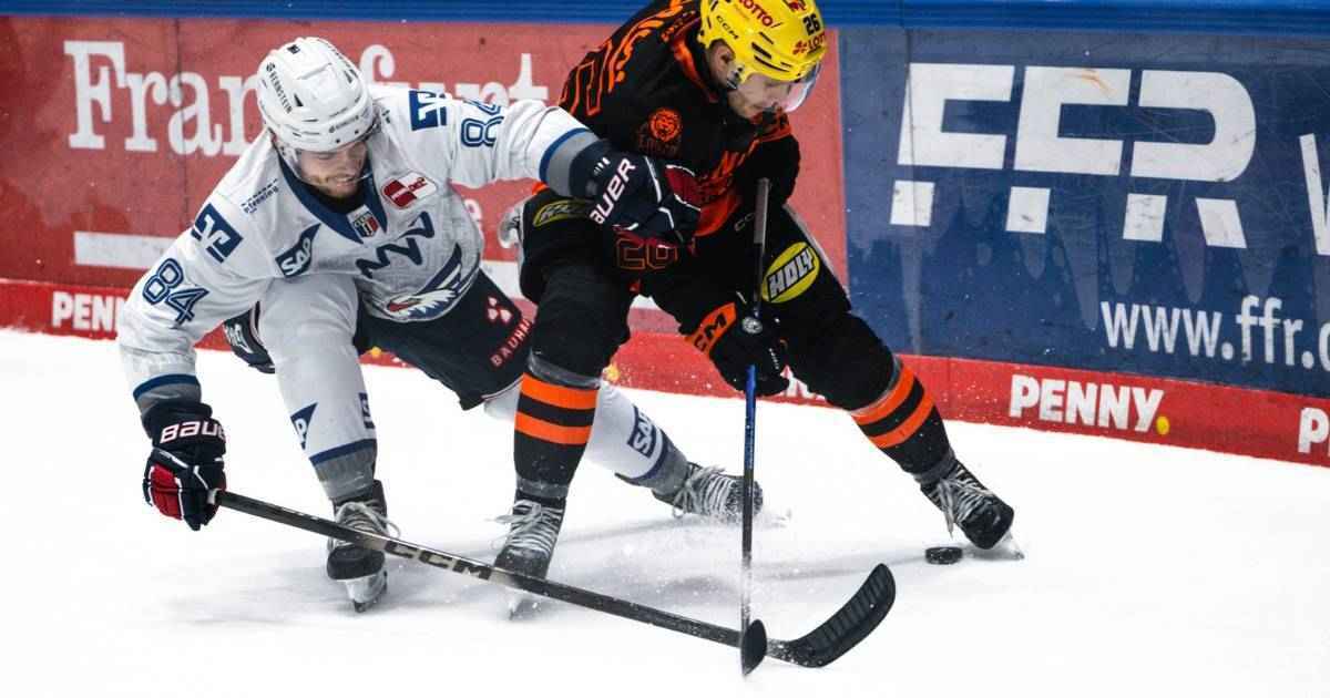 Roosters schnappen sturmtalent bicker aus mannheim!